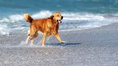 Young golden retriever on the beach