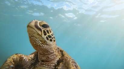 loggerhead turtle tybee island