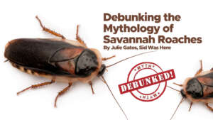 Are Cockroaches Good or Bad? Debunking the Mythology of Savannah Roaches