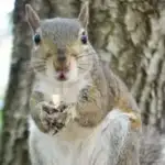 Sid is the squirrel found by the owner's son Josh and the reason for the name Sid Was Here -Property Management