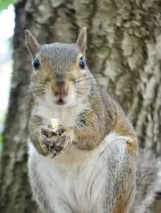 Sid is the squirrel found by the owner's son Josh and the reason for the name Sid Was Here -Property Management